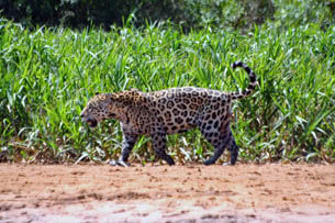 Tour 10 - Pantanal - Jaguar - Safari