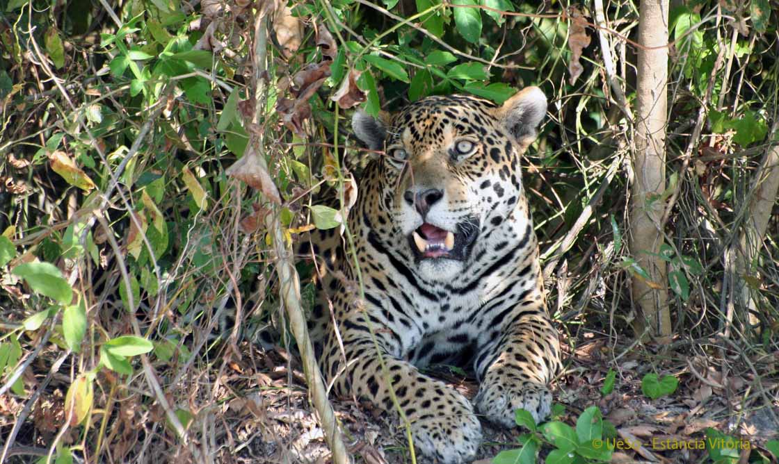 Jaguar n the Pantanal, Panthera onca