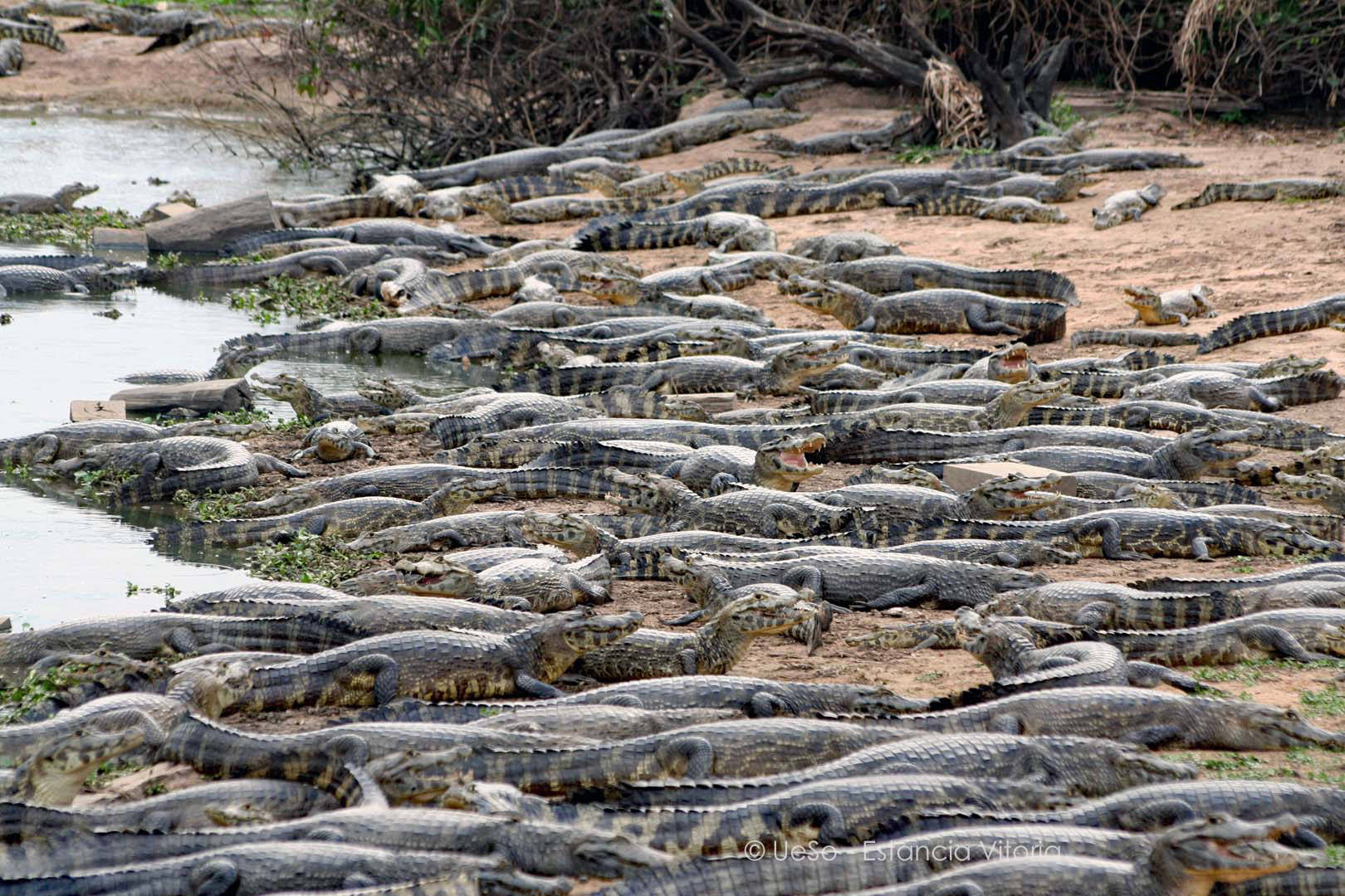 In the dry season, many caimans tumble at the waterholes