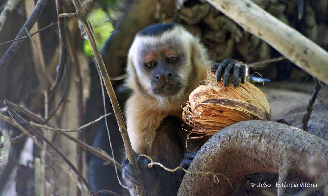 Capuchin monkey, Cebus apella