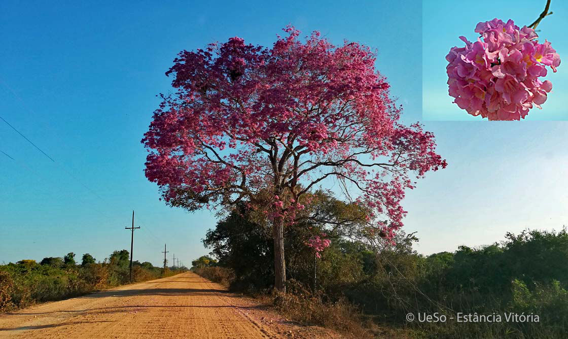 Pink lapacho, Pink ipê, Pink trumpet tree, Handroanthus impetiginosus