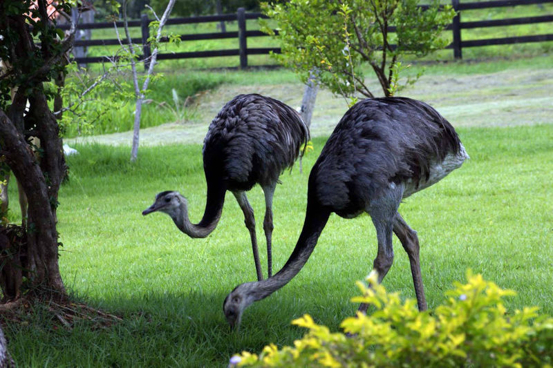 Nandus birds in the garden, ostriches
