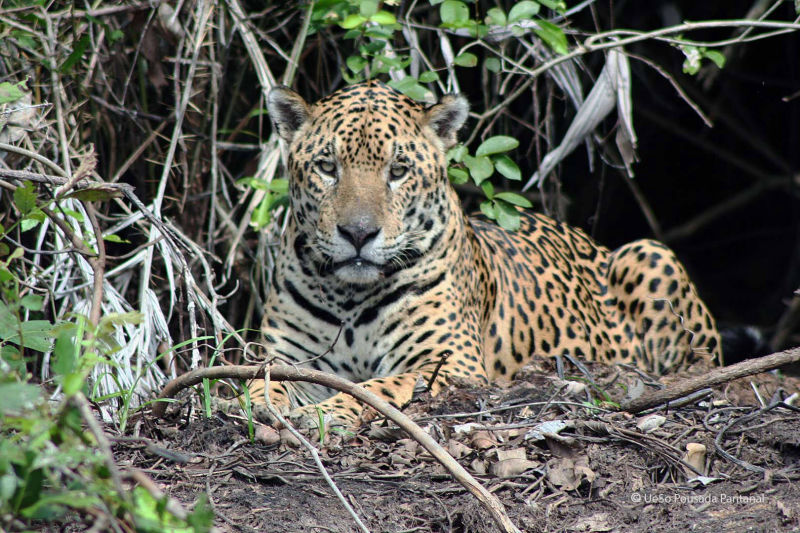 Jaguar am Flussufer im Pantanal
