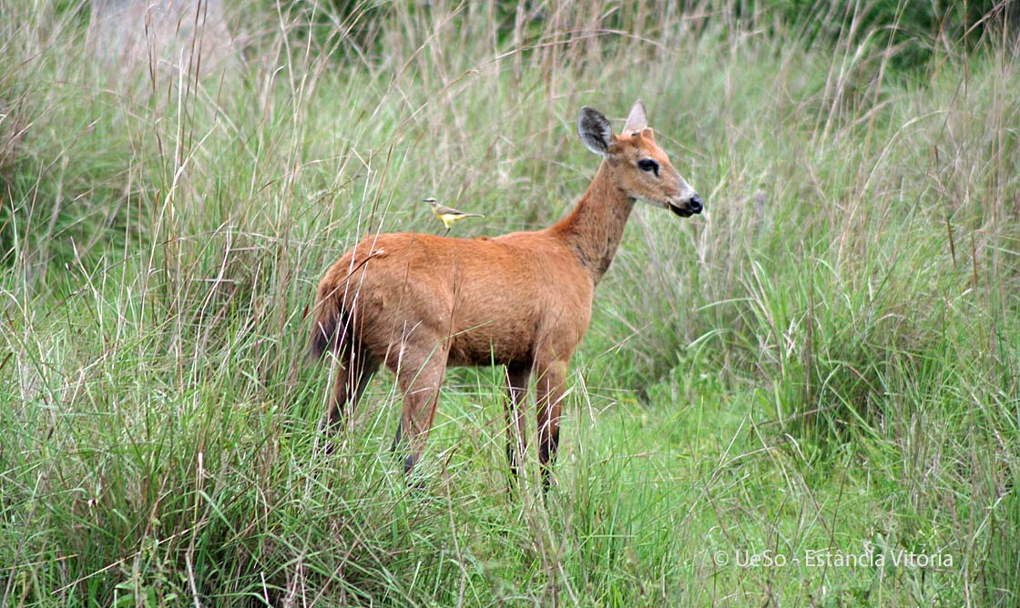 Pampas deer, Ozotoceros bezoarticus