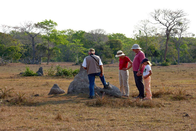 tourists observe a nest of termites