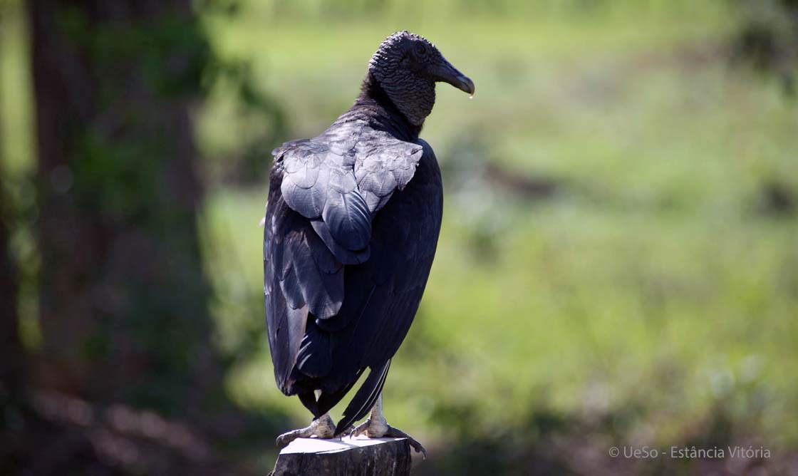 Black vulture, Coragyps atratus