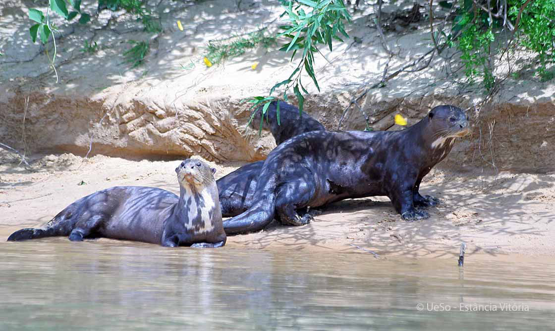 Giant otter, Pteronura braziliensis