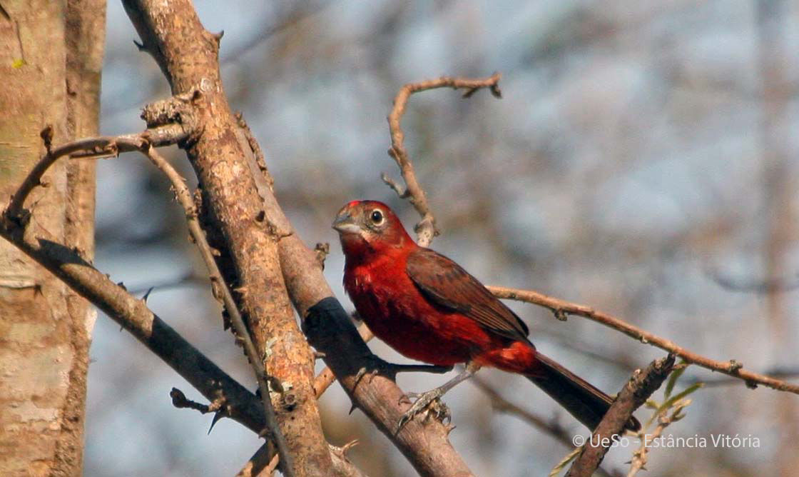 Red pileated finch, Red-crested finch, Coryphospingus cucullatus