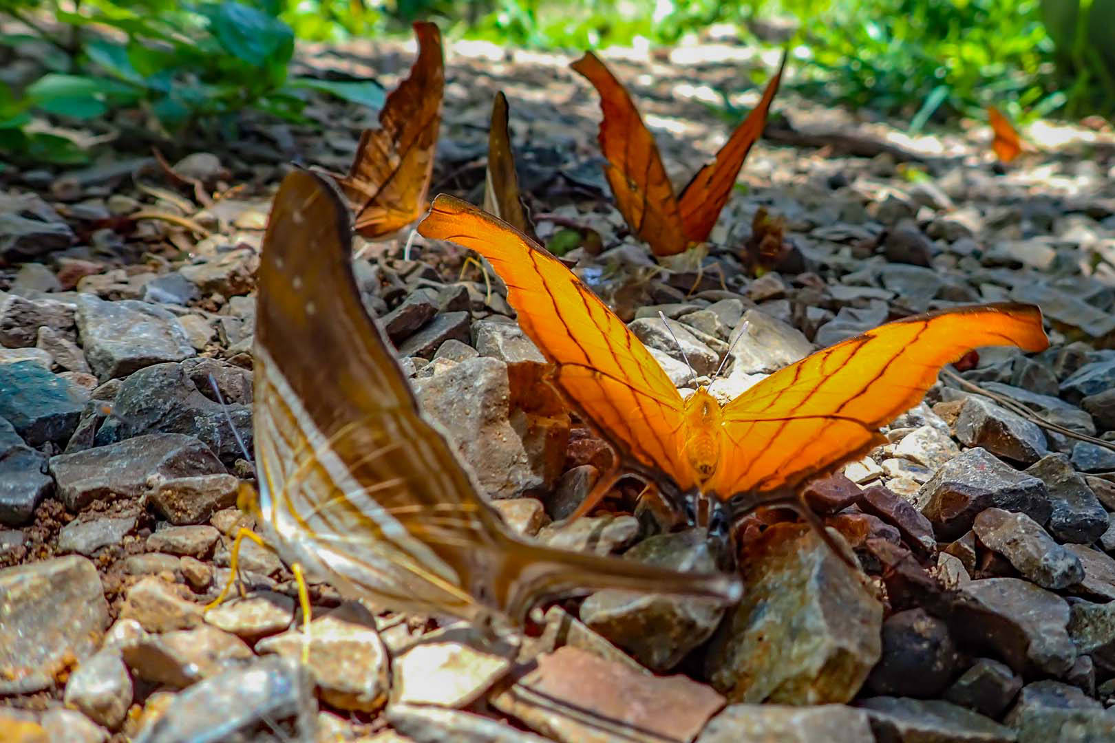 Ruddy Daggerwing butterfly in Nobres