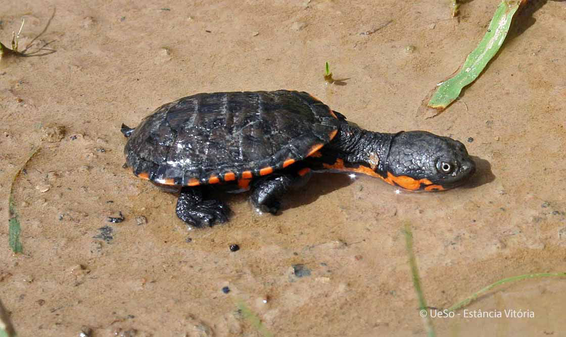 Pantanal swamp turtle, Acanthochelys macrocephala