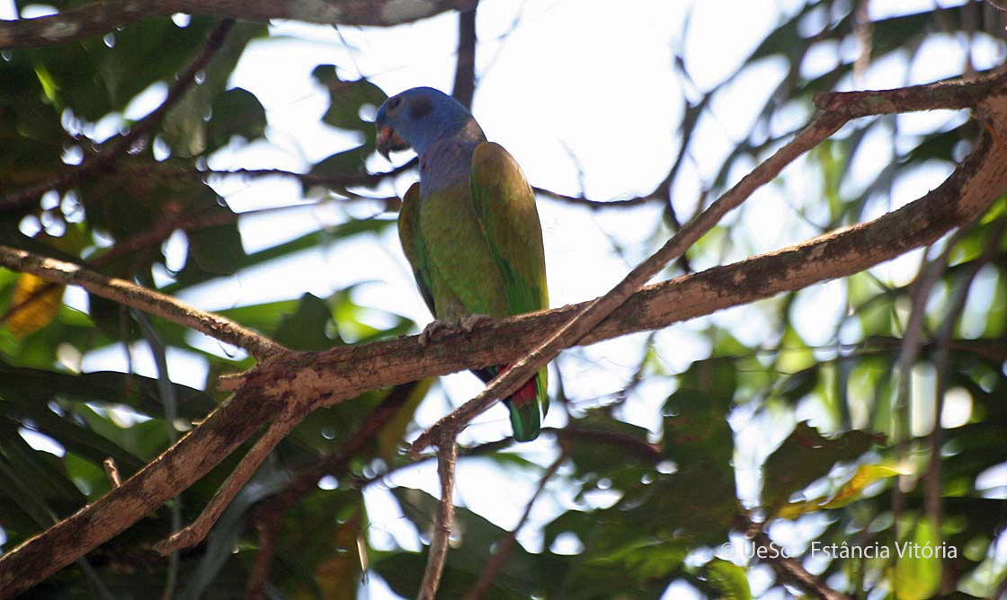 Blue-headed parrot, Blue-headed pionus, Pionus menstruus