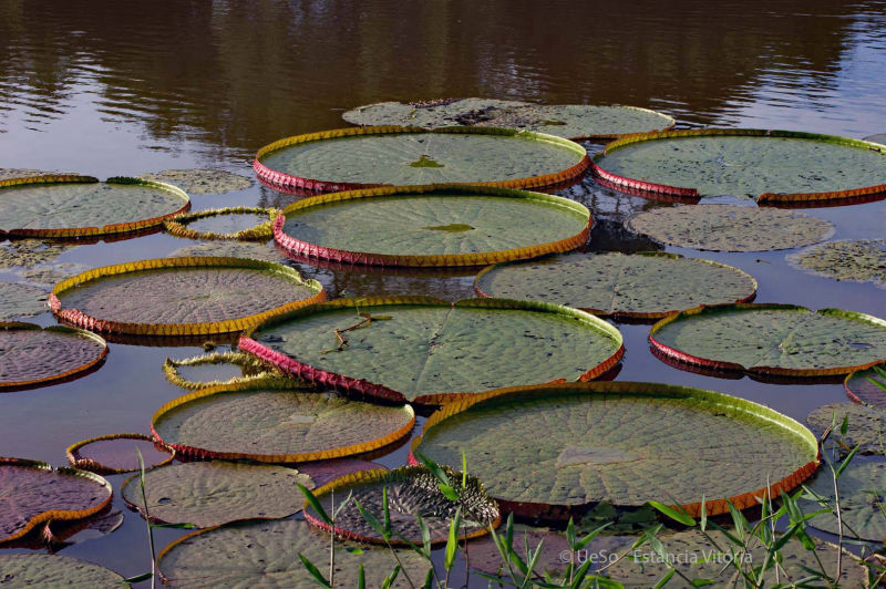 A common sight, the giant Victoria water lily