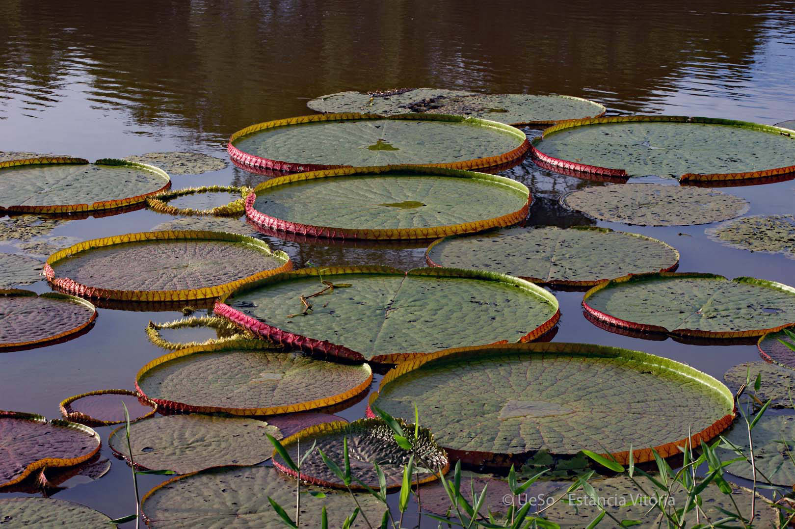 A common sight, the giant Victoria water lily