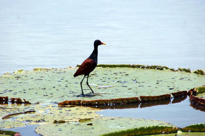 Bird on giant pond rose