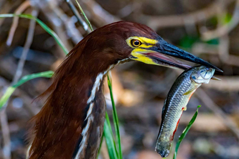 Sunbittern with fish in its beak