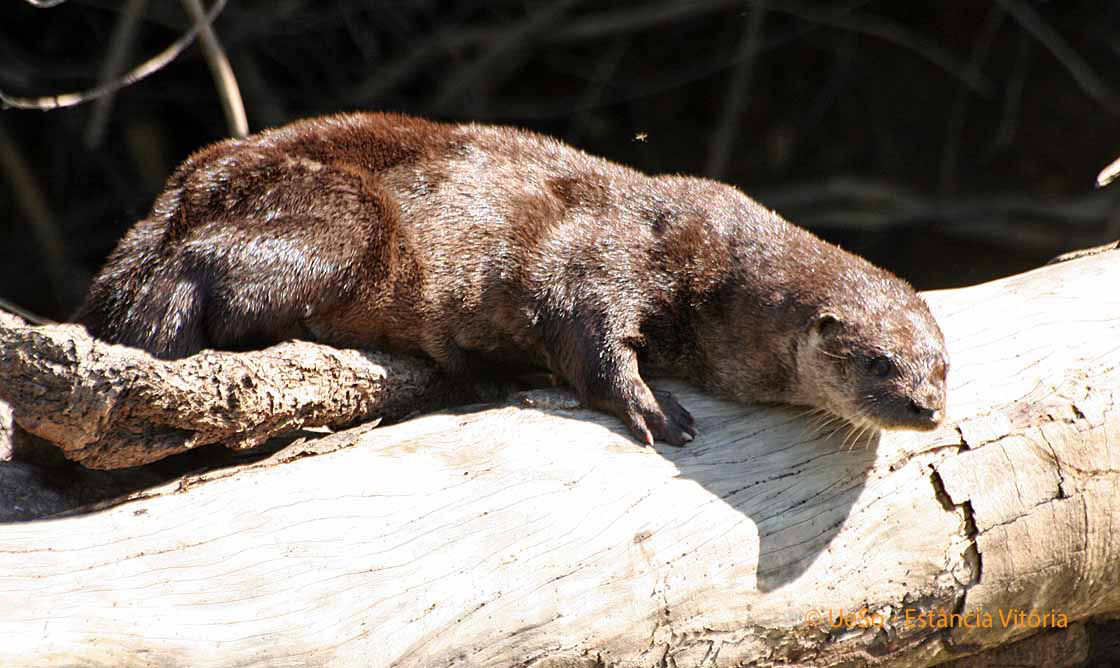 Neotropical otter, Lontra longicaudis