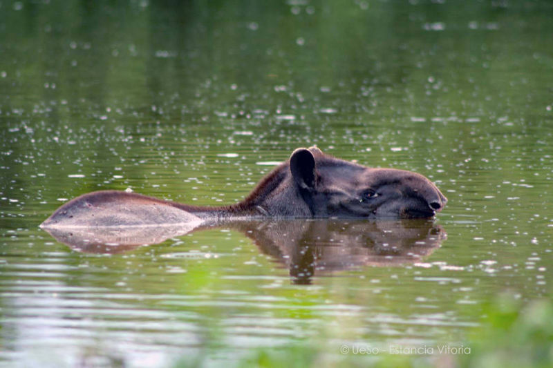 tapir in the river