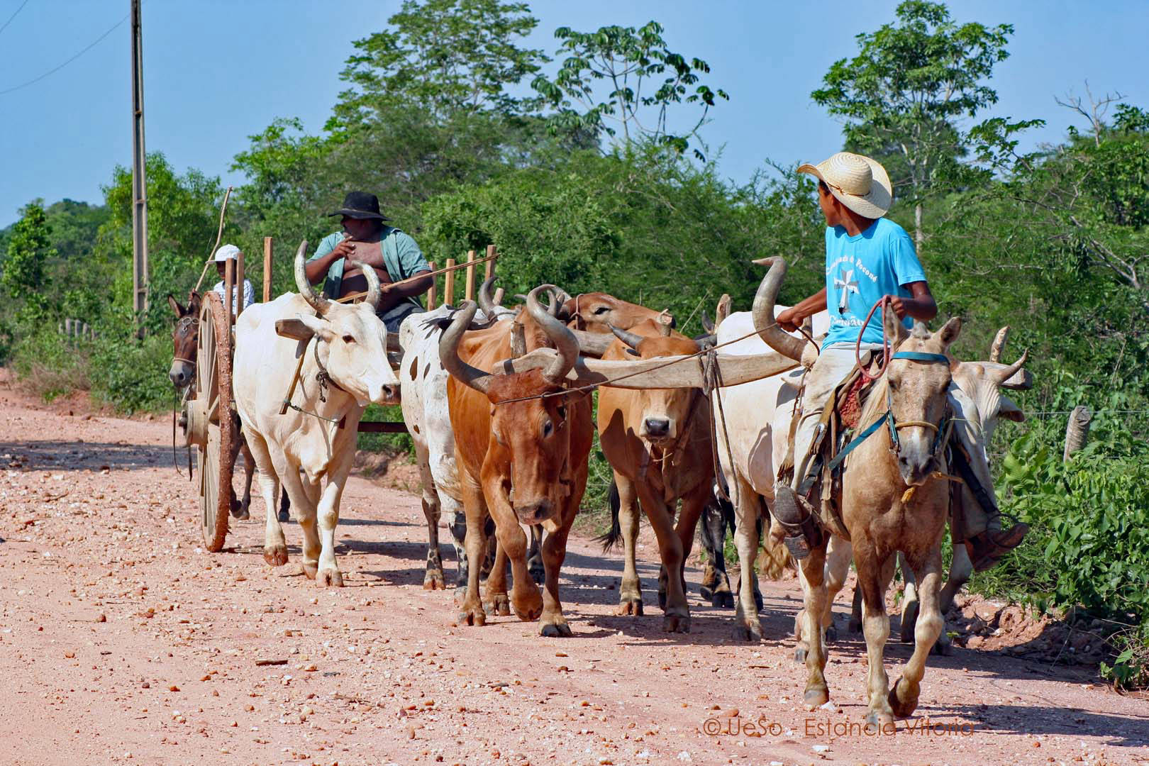 Herd of cattle on the Transpantaneira