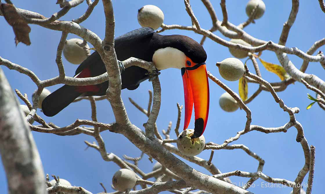 Toco toucan, Giant toucan, Ramphastos toco