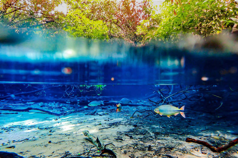 Forest river in noble waters and trees