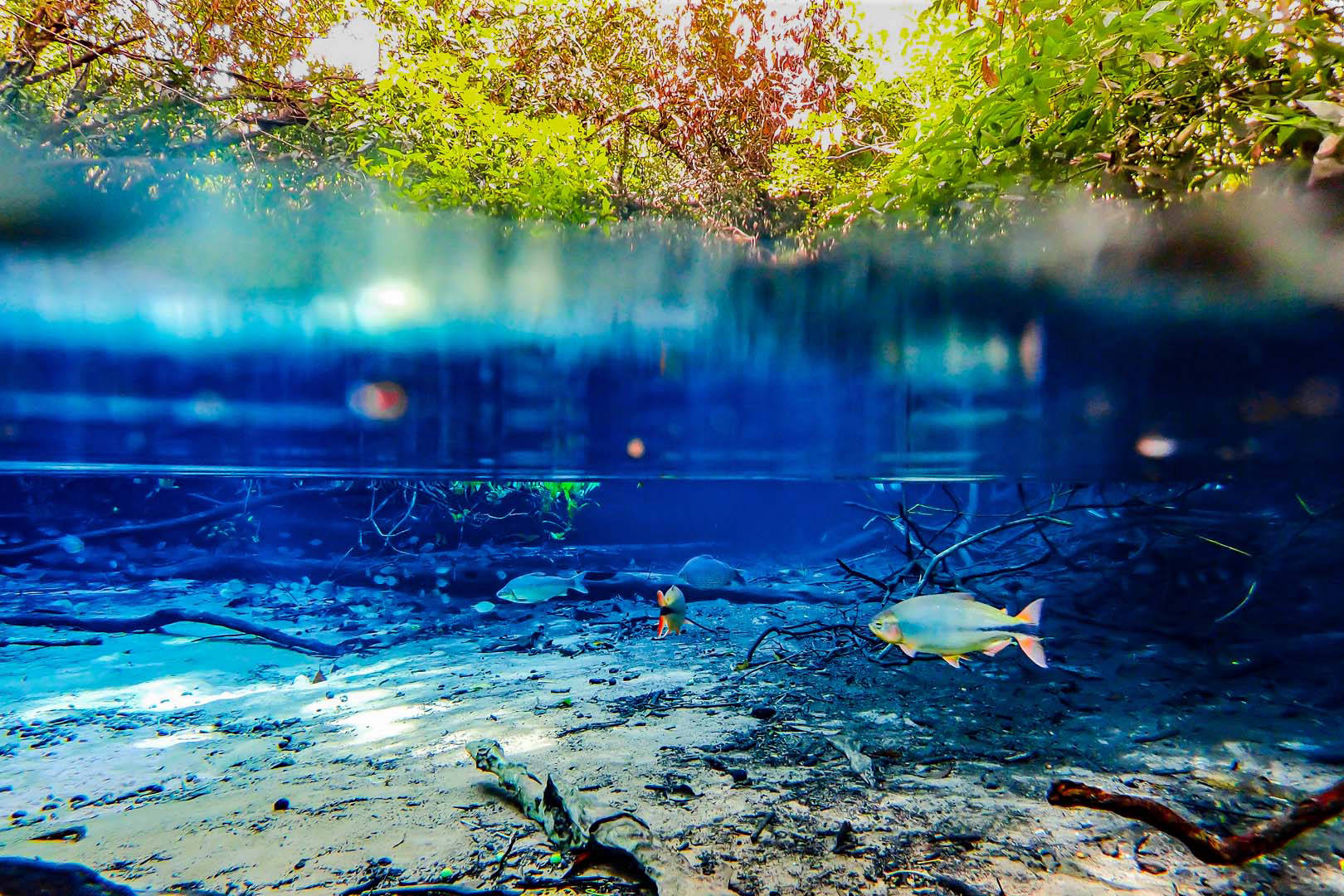 Forest river in noble waters and trees