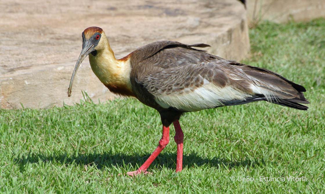 Buff-necked ibis, White-throated ibis, Theristicus caudatus