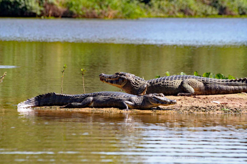 Caimans at the river