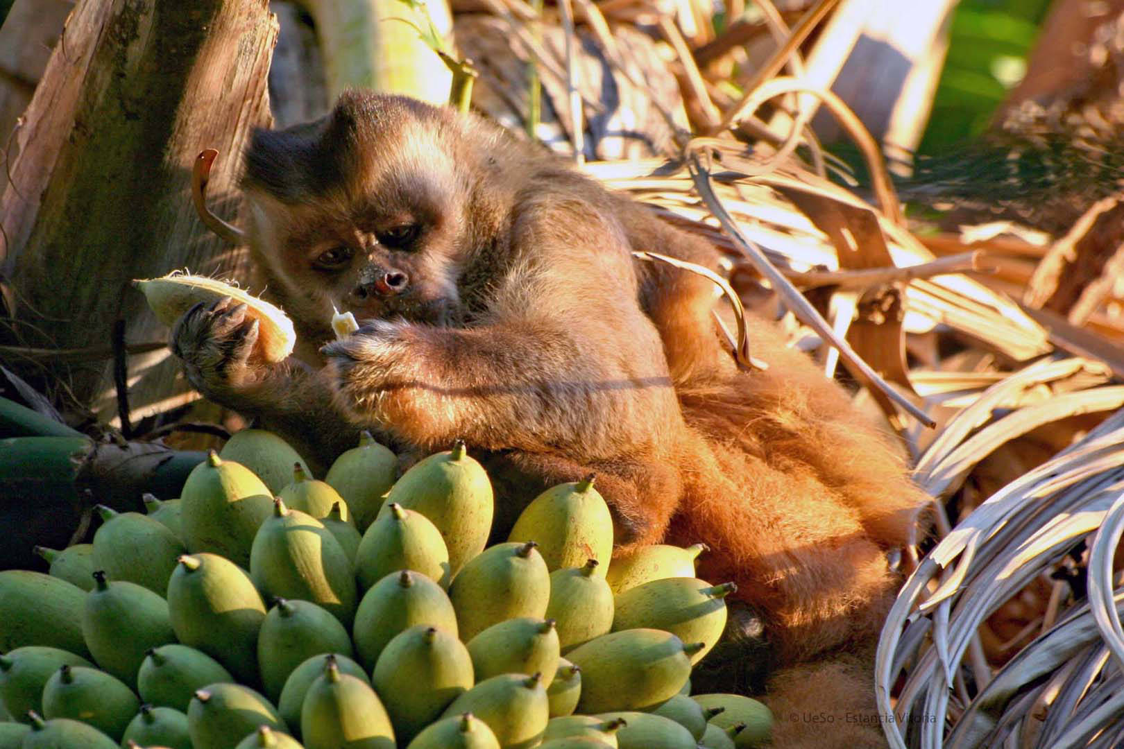 Le singe capucin mange des bananes