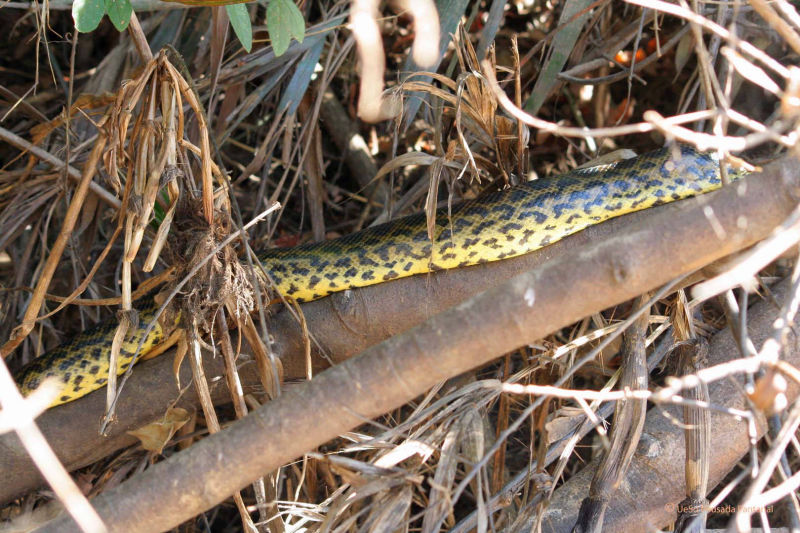 Anaconda am Fluss im Pantanal