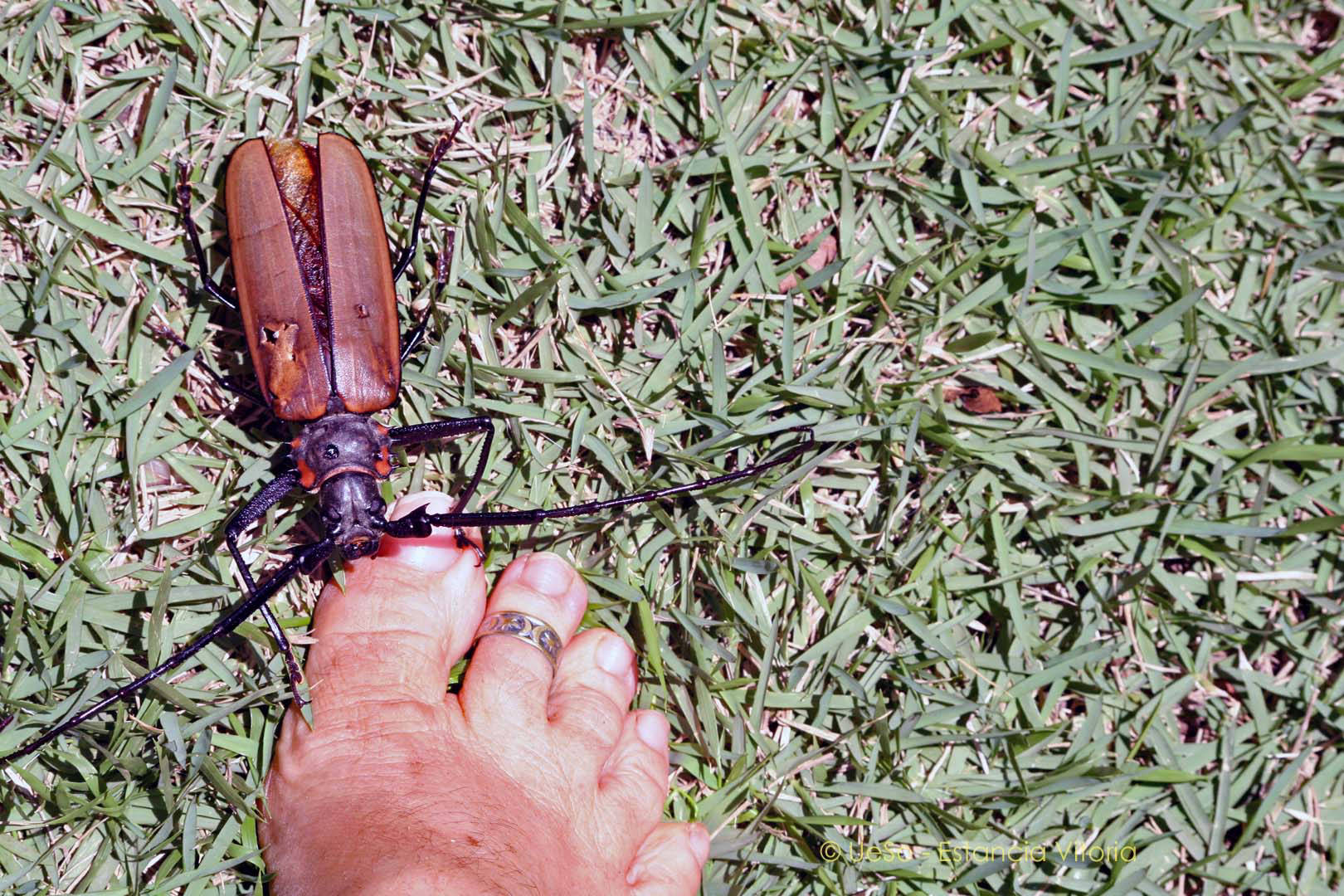 gros scarabée se mord l'orteil