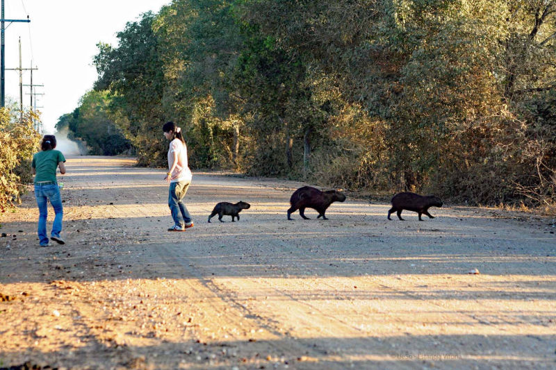 Transpantaneira avec une famille de Capybaras