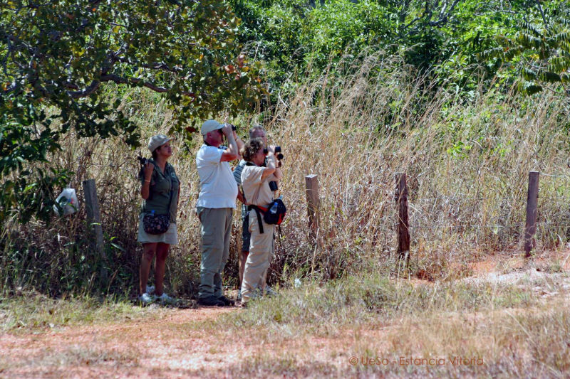 Invités découvrant le Pantanal Nord, observant les animaux avec des jumelles