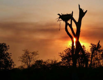 Excursions de traque au crépuscule en pantanal