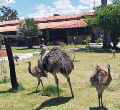 Jardin avec des nandous