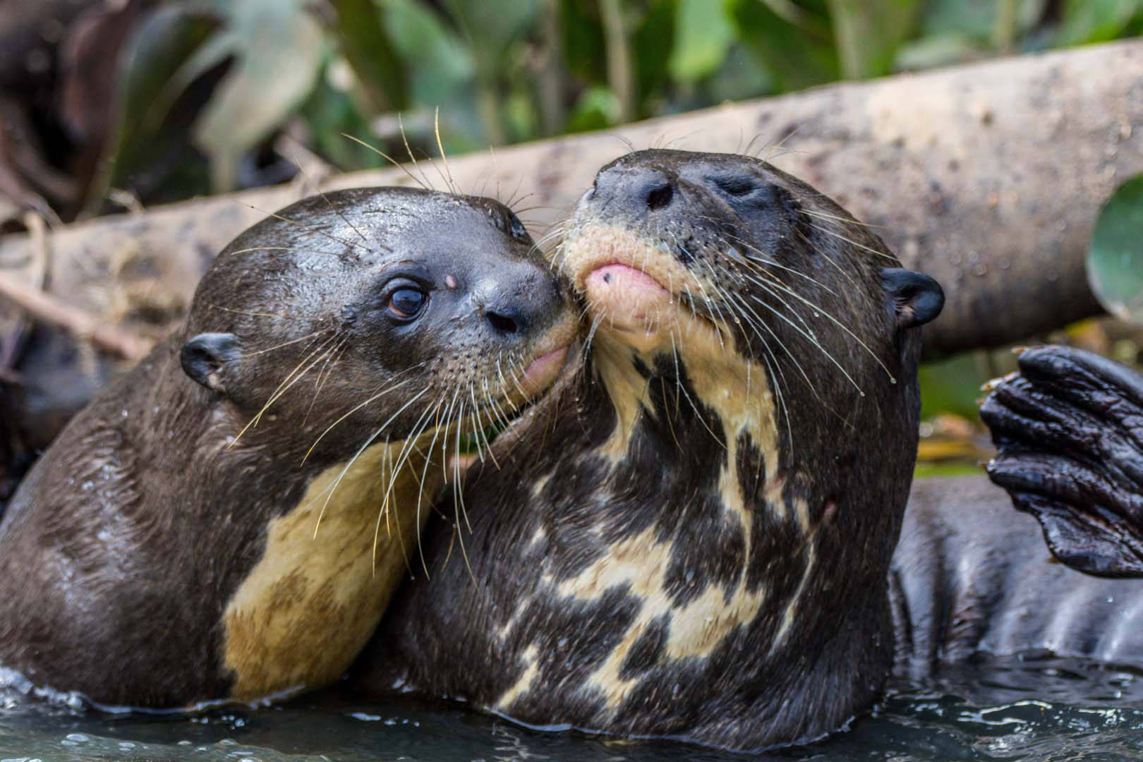 Couple de loutres géantes dans le Pantanal