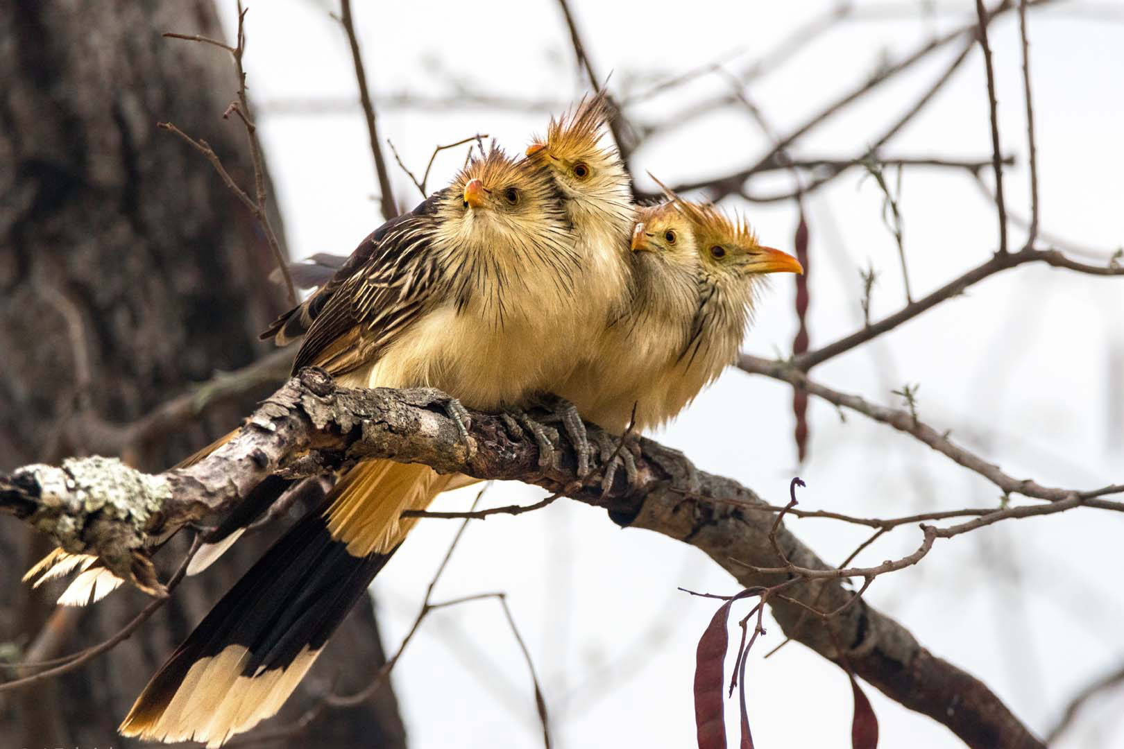 Jeune guira cantara sur une branche