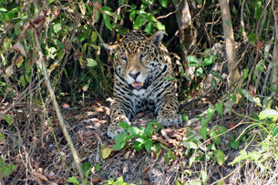 Excursion 11 -Hauts plateaux, flottaison dans une rivière cristalline, Pantanal et Jaguar Tour