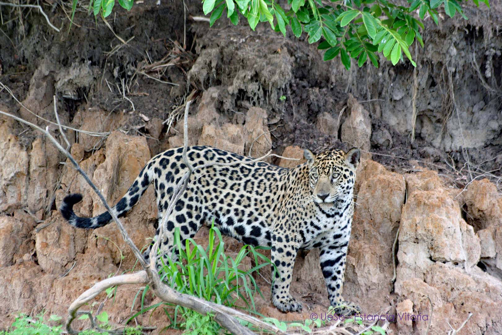Jaguar nous observe