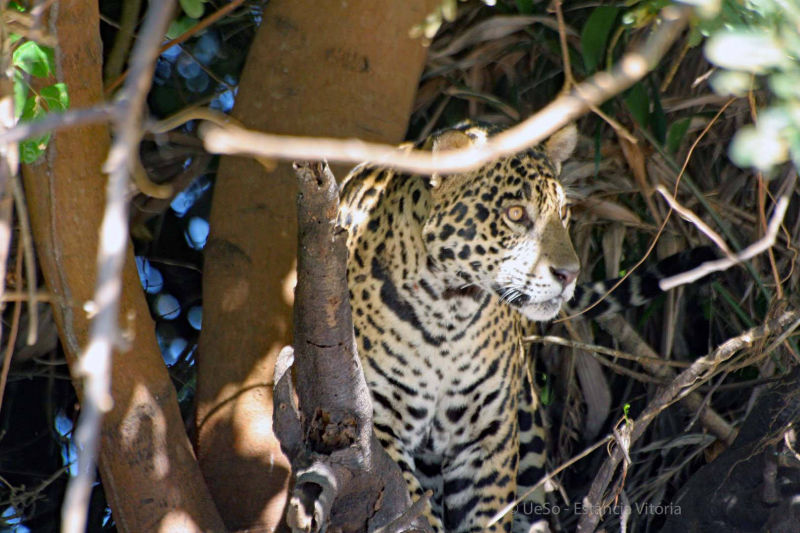 Jaguar au bord de la rivière