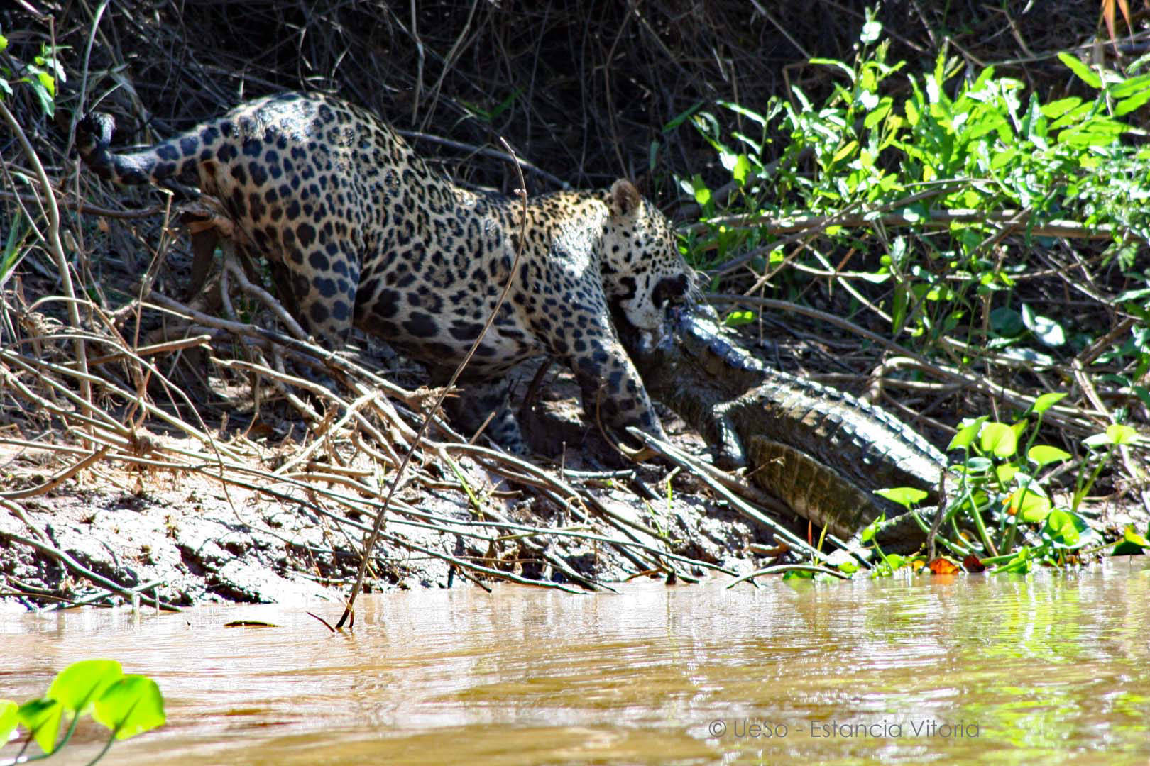 Le jaguar attrape le caïman