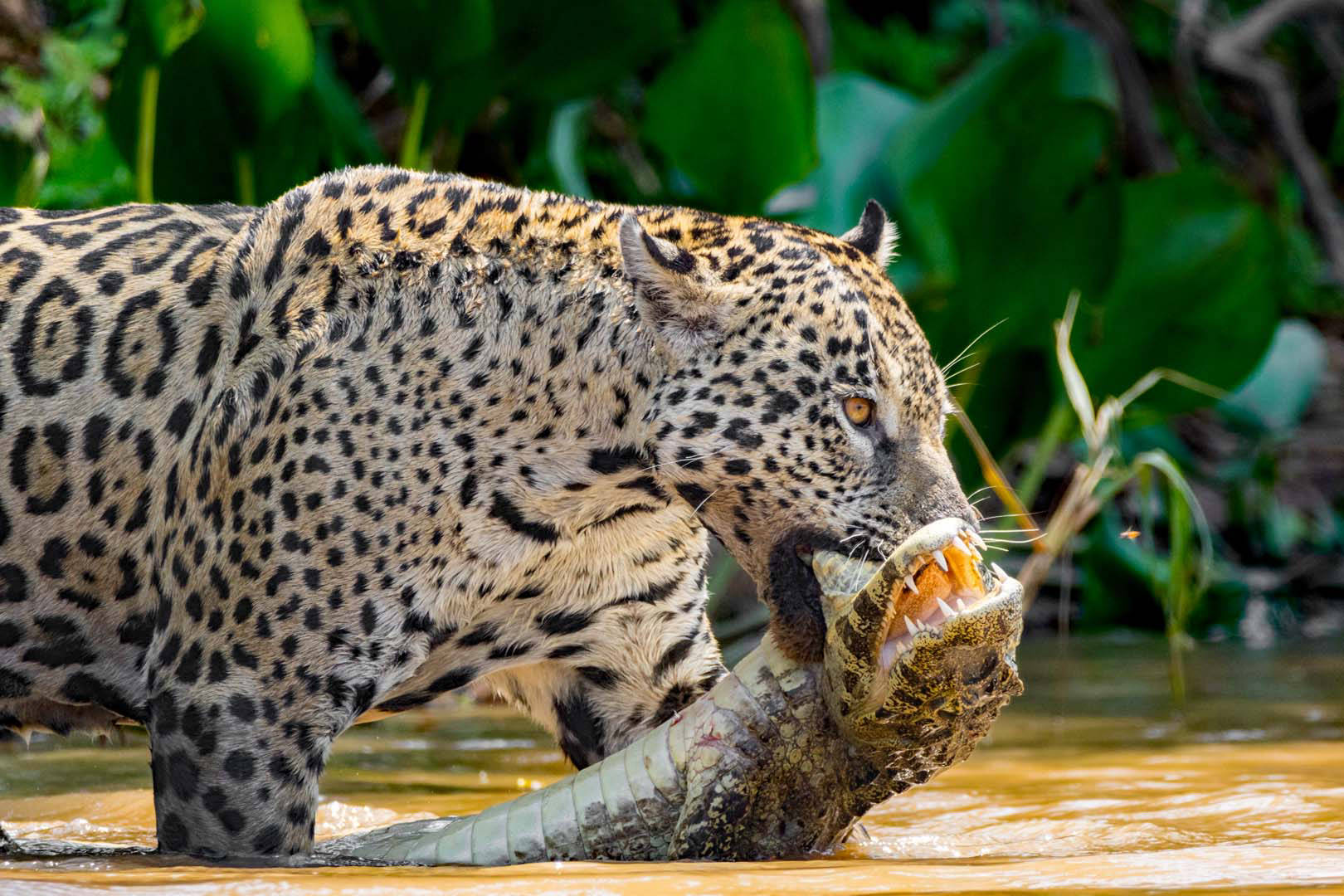 Jaguar avec un jeune caïman dans la gueule au bord de la rivière