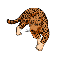 Jaguar safari