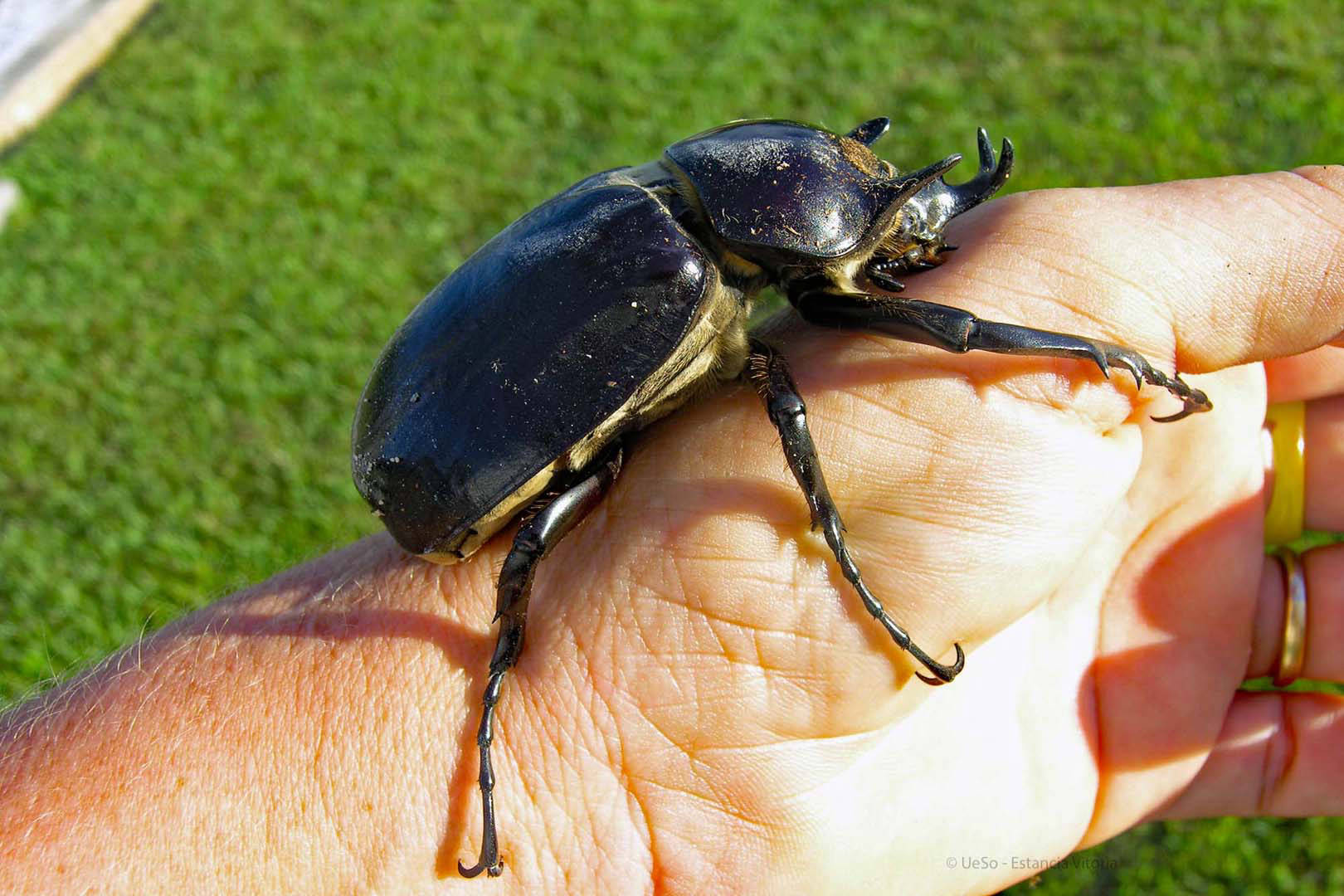 gros scarabée noir