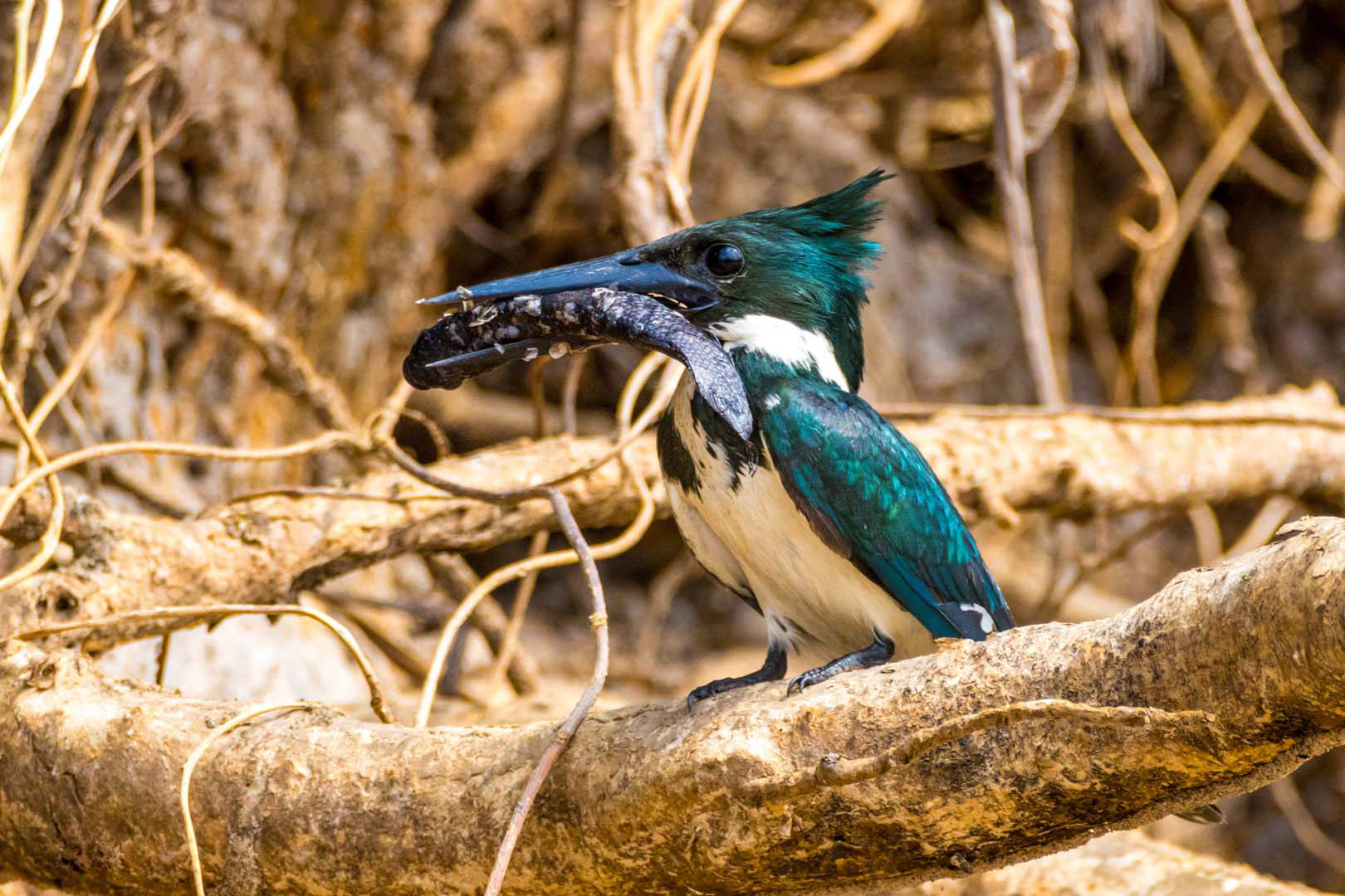 Martin-pêcheur vert avec un poisson dans le bec