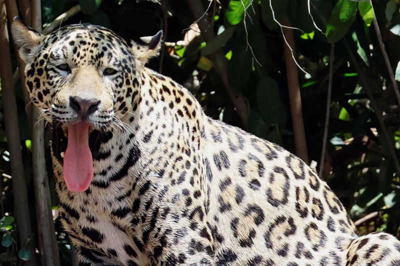 Jaguar avec la langue pendante