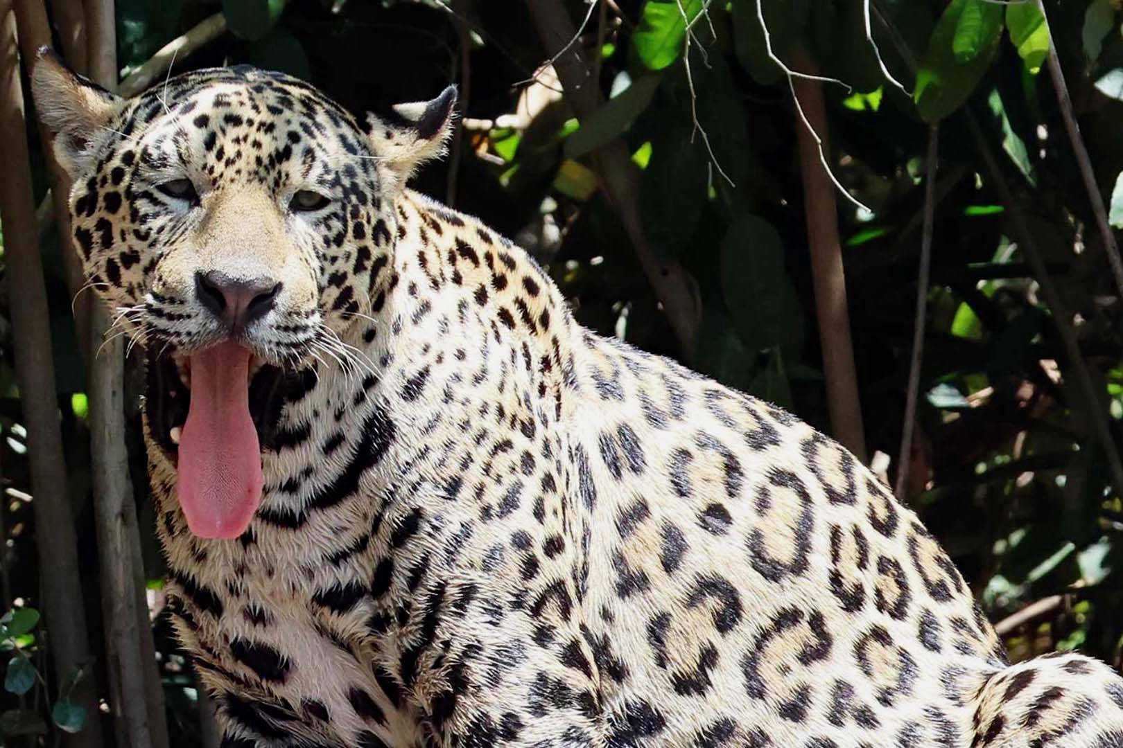 Jaguar avec la langue pendante