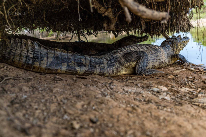 2 caïmans sous un souche d'arbre