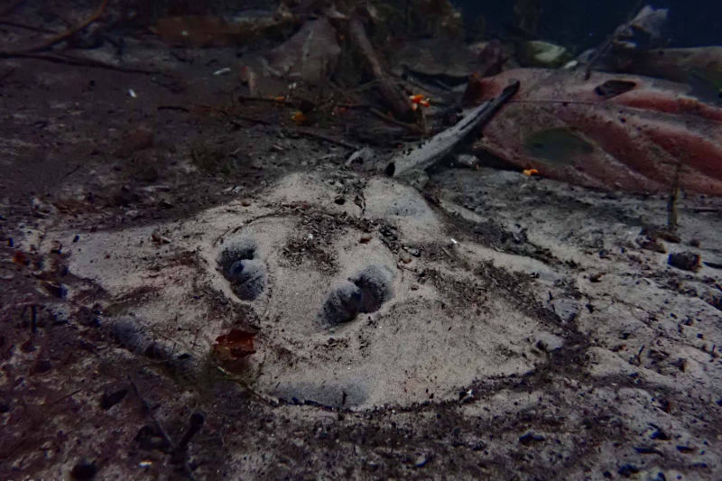 Raie blanche au fond d'une rivière forestière