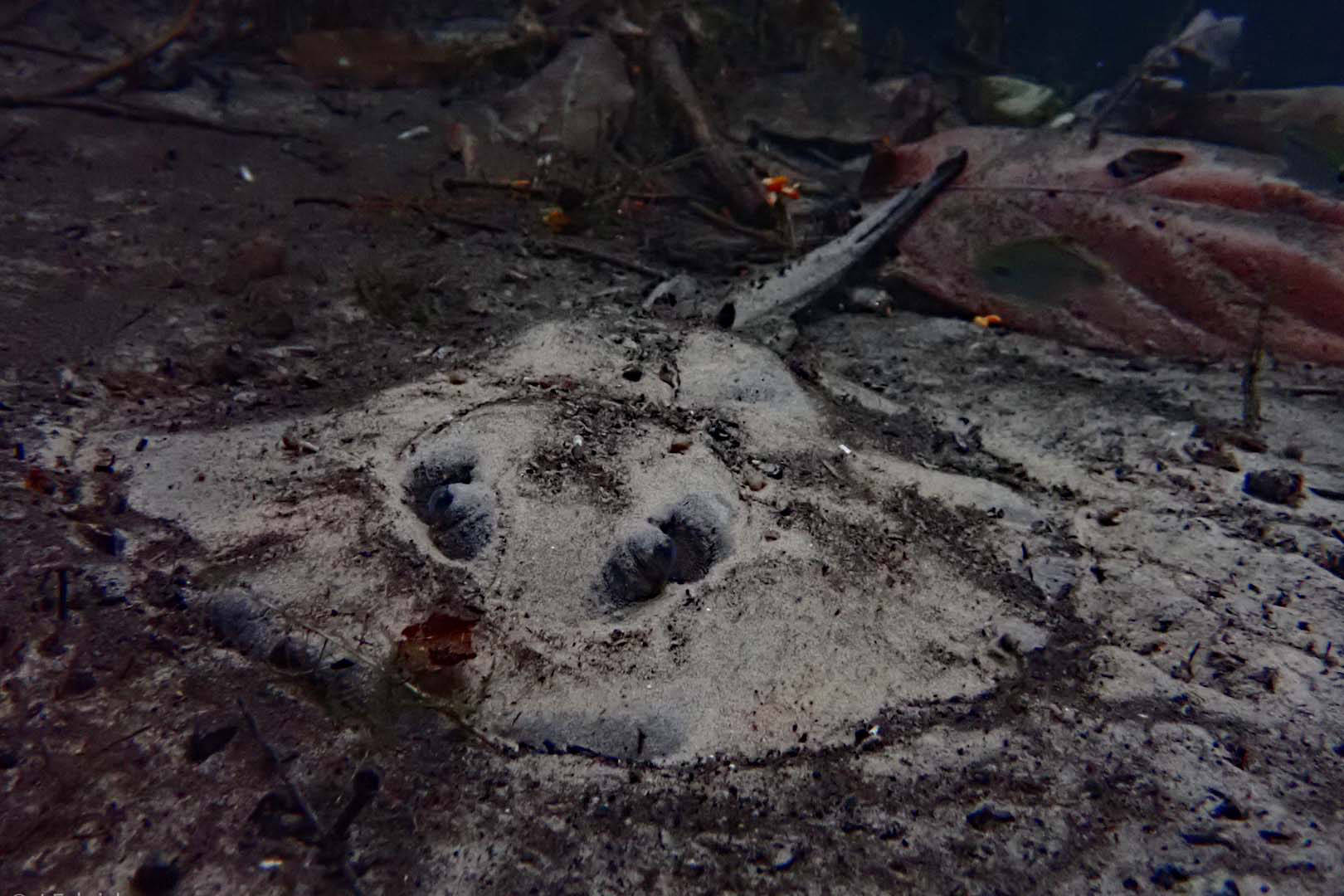 Raie blanche au fond d'une rivière forestière