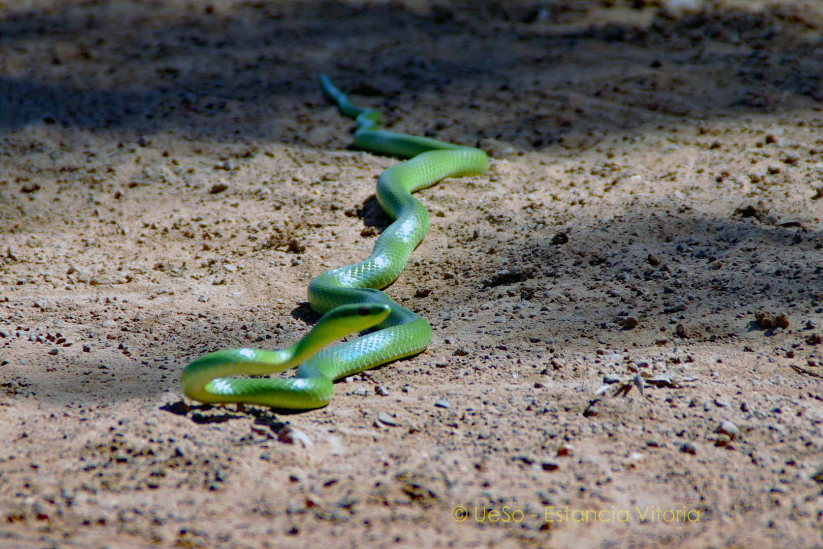 serpent arboricole vert
